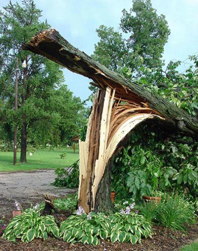 A tree trunk split in half.