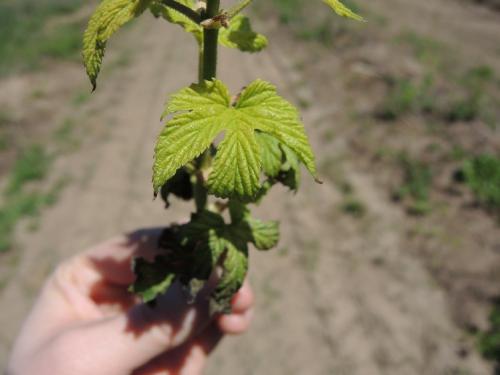 Hop leaf with downy mildew