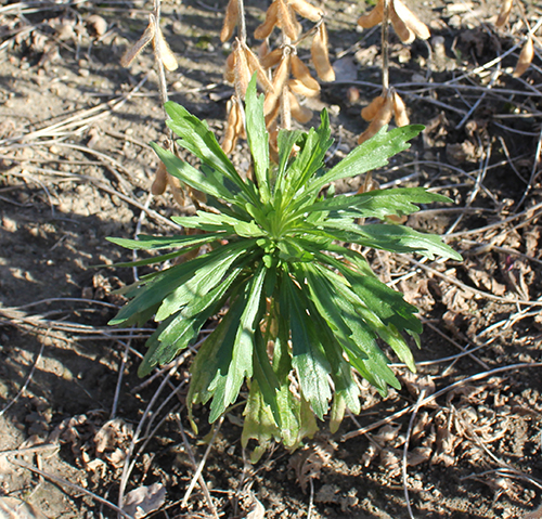 Horseweed boldting