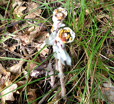 Indian pipes