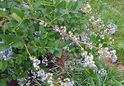 jersey blueberries