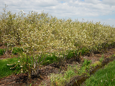 Field of 'Jersey' blueberries