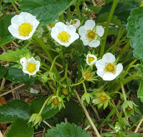 Jewel strawberries