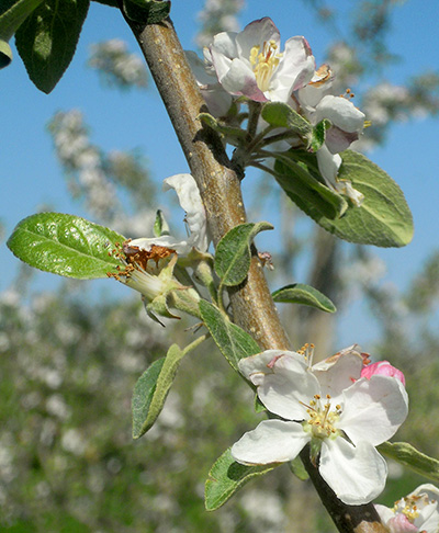 Jonagold bloom