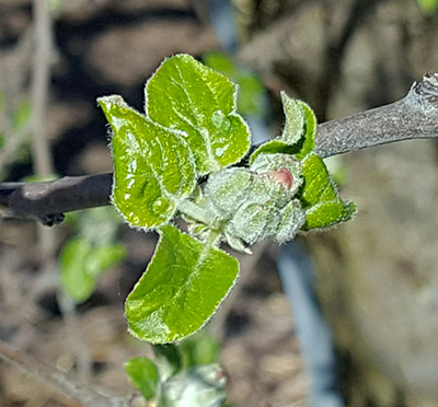 Jonathon apples at tight cluster