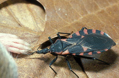 kissing bug