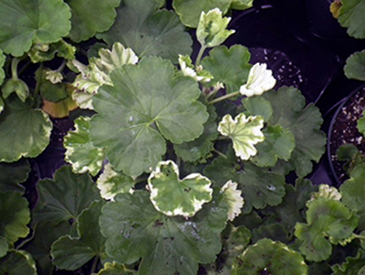 Geranium with phytotoxicity