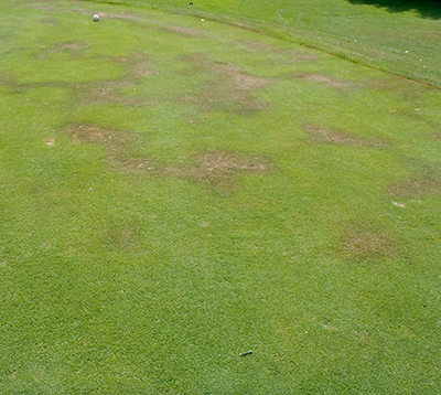 Localized dry spot on turfgrass.