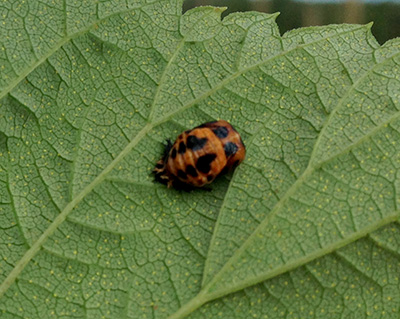 Lady bug pupa