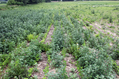 Lambsquater in soybeans