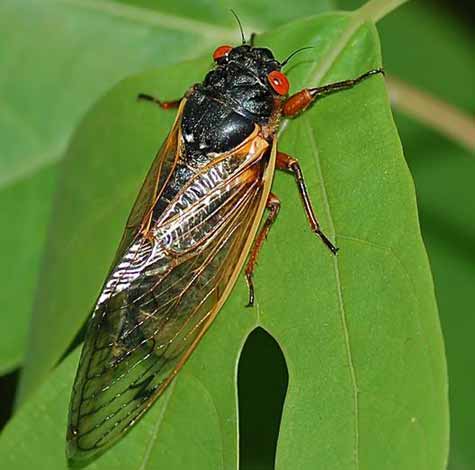 Cicada adult