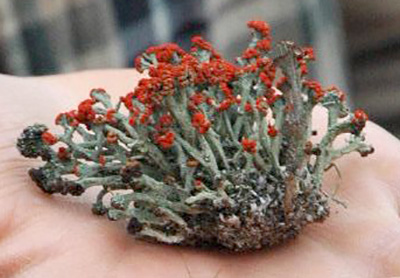 Red caps on lichen