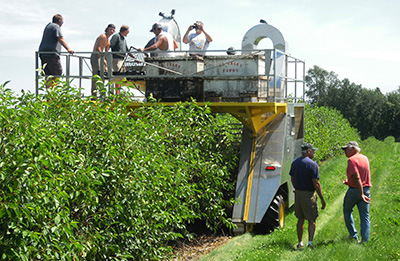 Berry harvester harvesting cherries