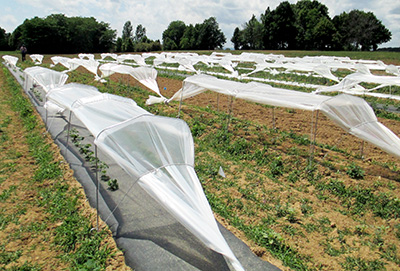 Low tunnels