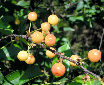 cherries