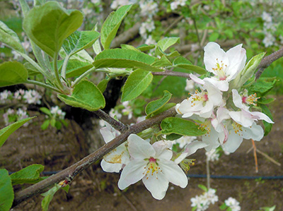 McIntosh apples in full bloom