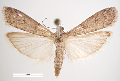 Mediterranean flour moth