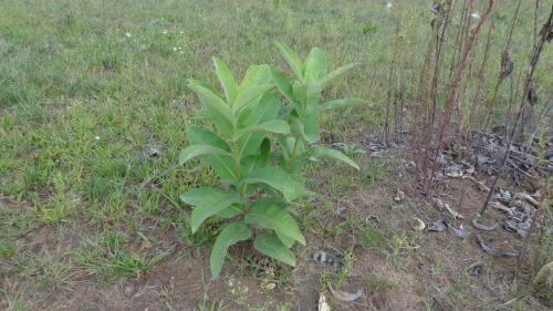 Milkweed