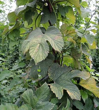 Leaf bronzing.