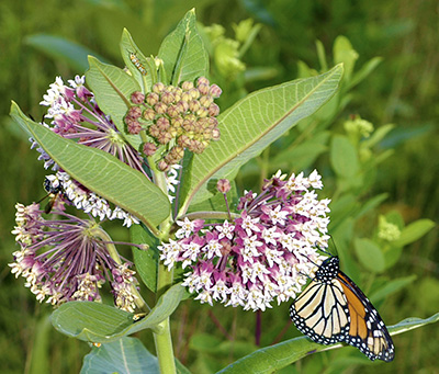 Monarch butterfly