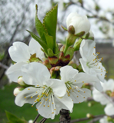 Cherry full bloom stage