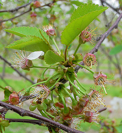 Montmorency cherry in the shuck stage