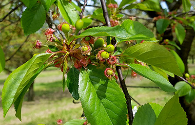Montmorency cherries are emerging from the shuck