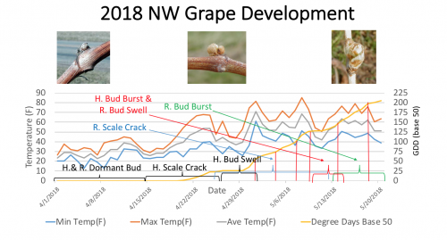 Northwest MI grape development
