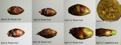 Tart cherry bud stages