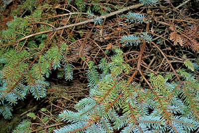 Needles on White Pine Trees Turning Yellow - The Mill - Bel Air