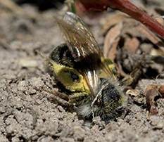 Ground nesting bee