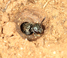 Ground nesting bee