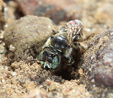 Ground nesting bee