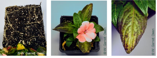 Fe and Mn toxicity on New Guinea impatiens