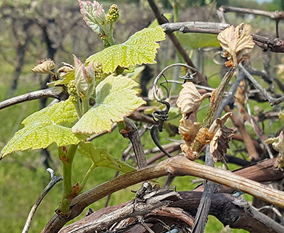 Healthy ‘Niagara’ grape shoots