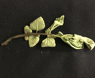 aerial stem rot