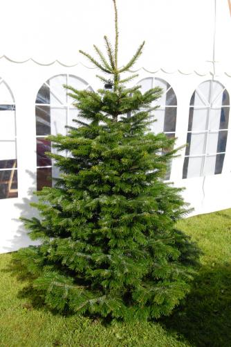 Nordmann fir