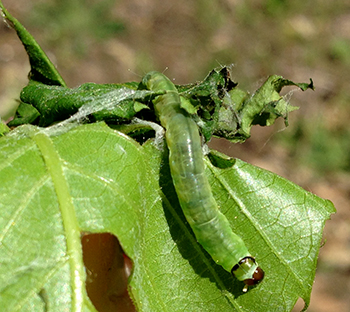Leafroller larva