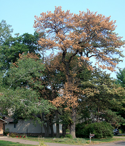 Oak wilt on oak tree