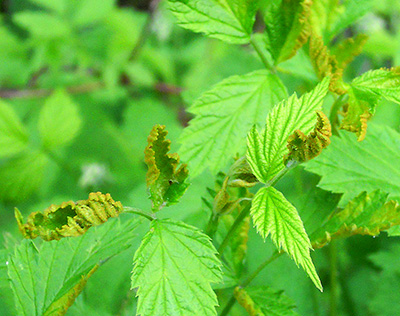 Orange rust on raspberry