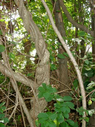 Oriental Bittersweet An Aggressive Invasive Plant Msu Extension