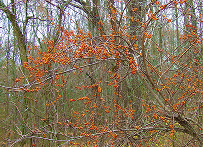 Oriental Bittersweet An Aggressive Invasive Plant Msu Extension