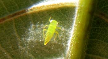 Wingless leafhopper