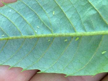 Potato leafhoppers