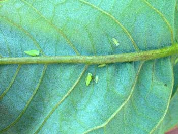 Potato leafhoppers