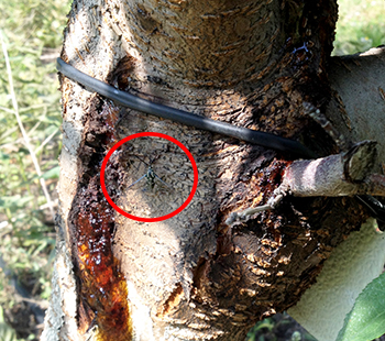 Peach tree borer on trunk