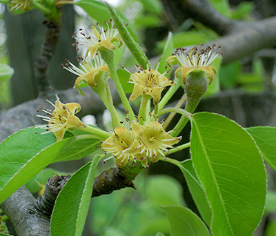 Pear cluster post-bloom