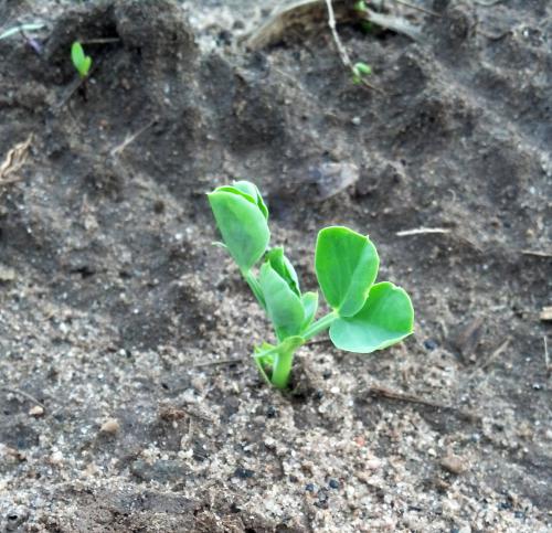 Peas emerging 