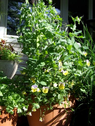 Peas and pansies in a container