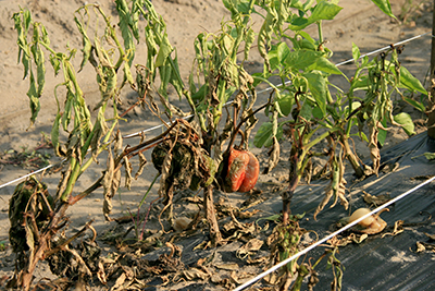 pepperfield blight